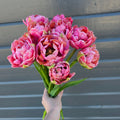 Tulipan Amazing Grace