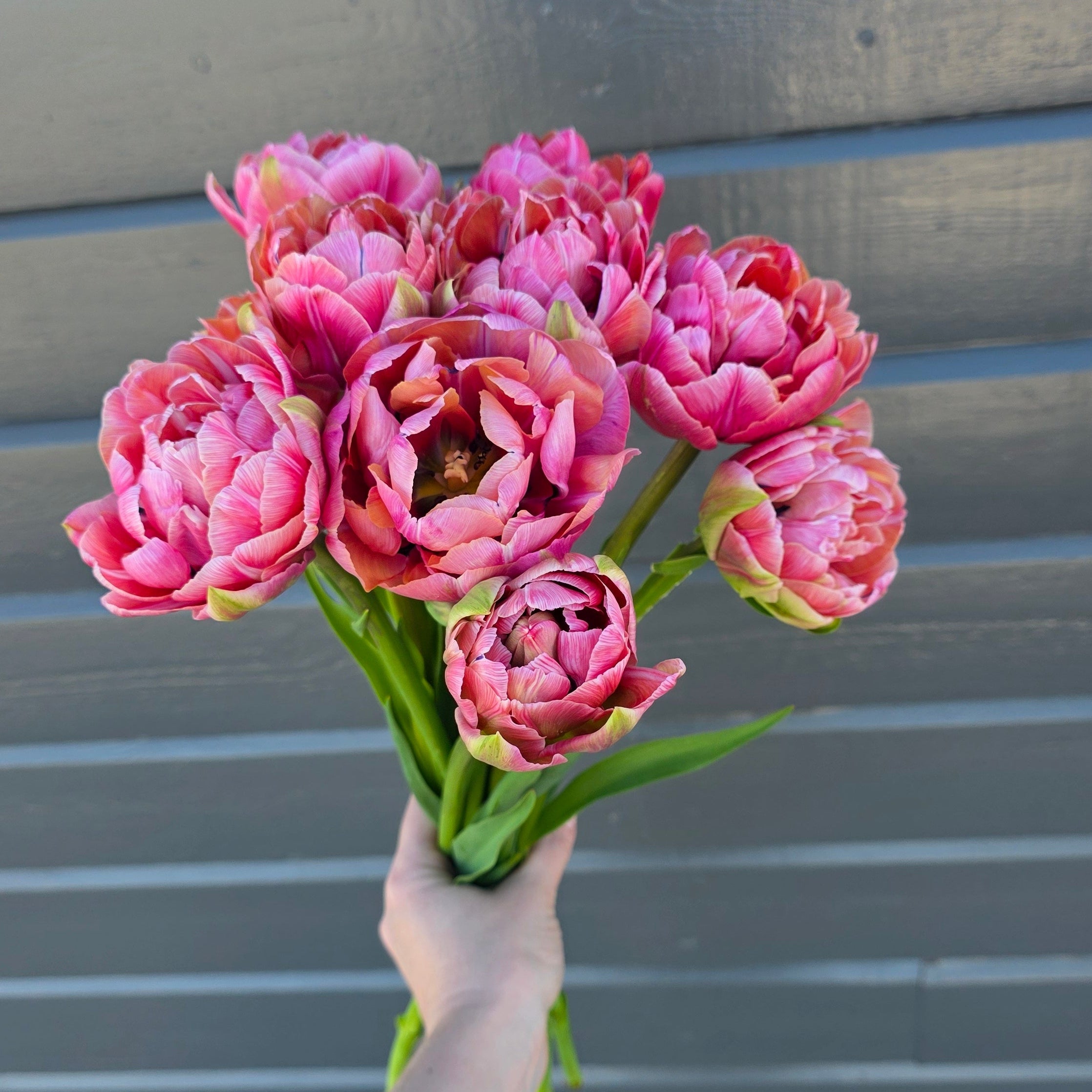 Tulipan Amazing Grace