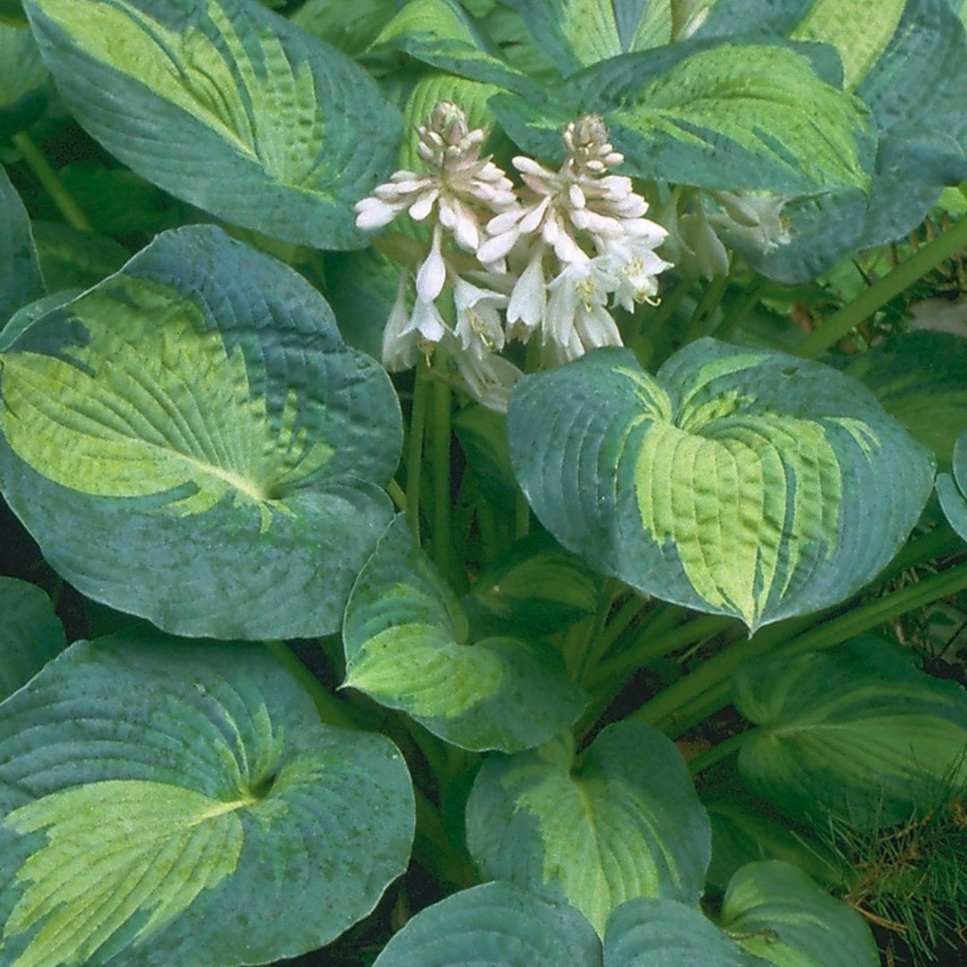 Staude - Hosta Great Expectations
