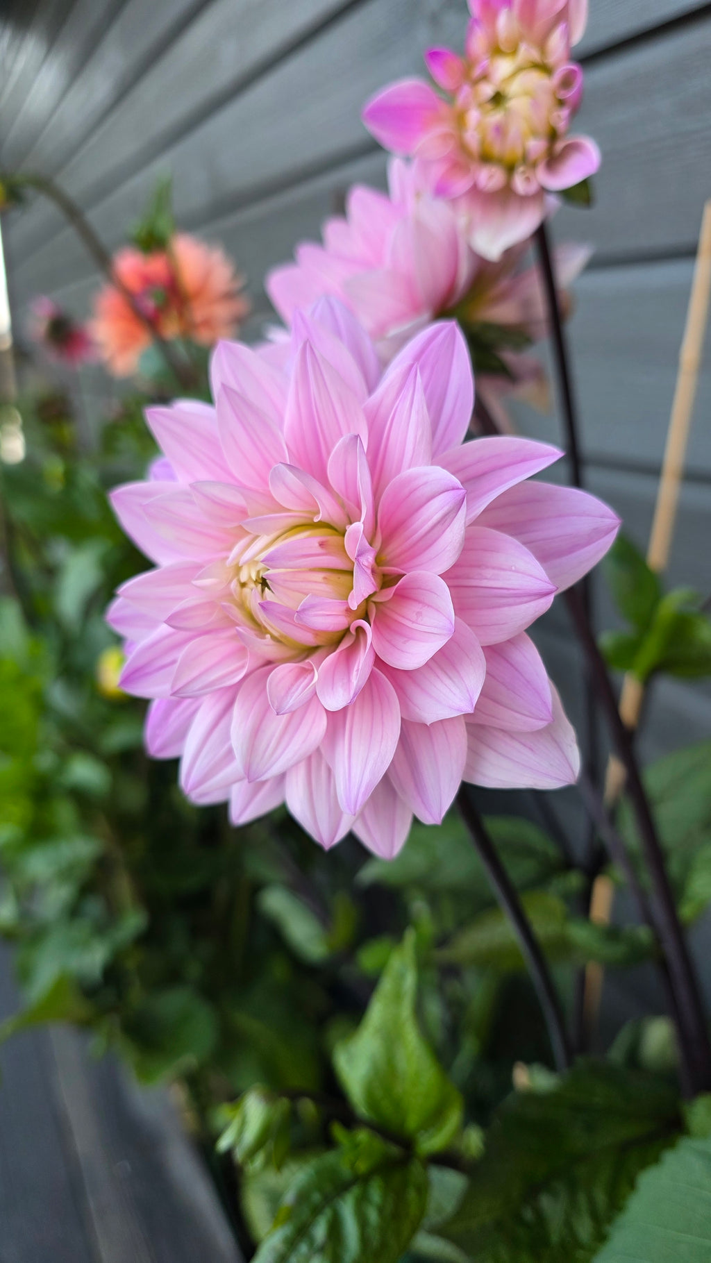 Dahlia Stikling Karma Prospero