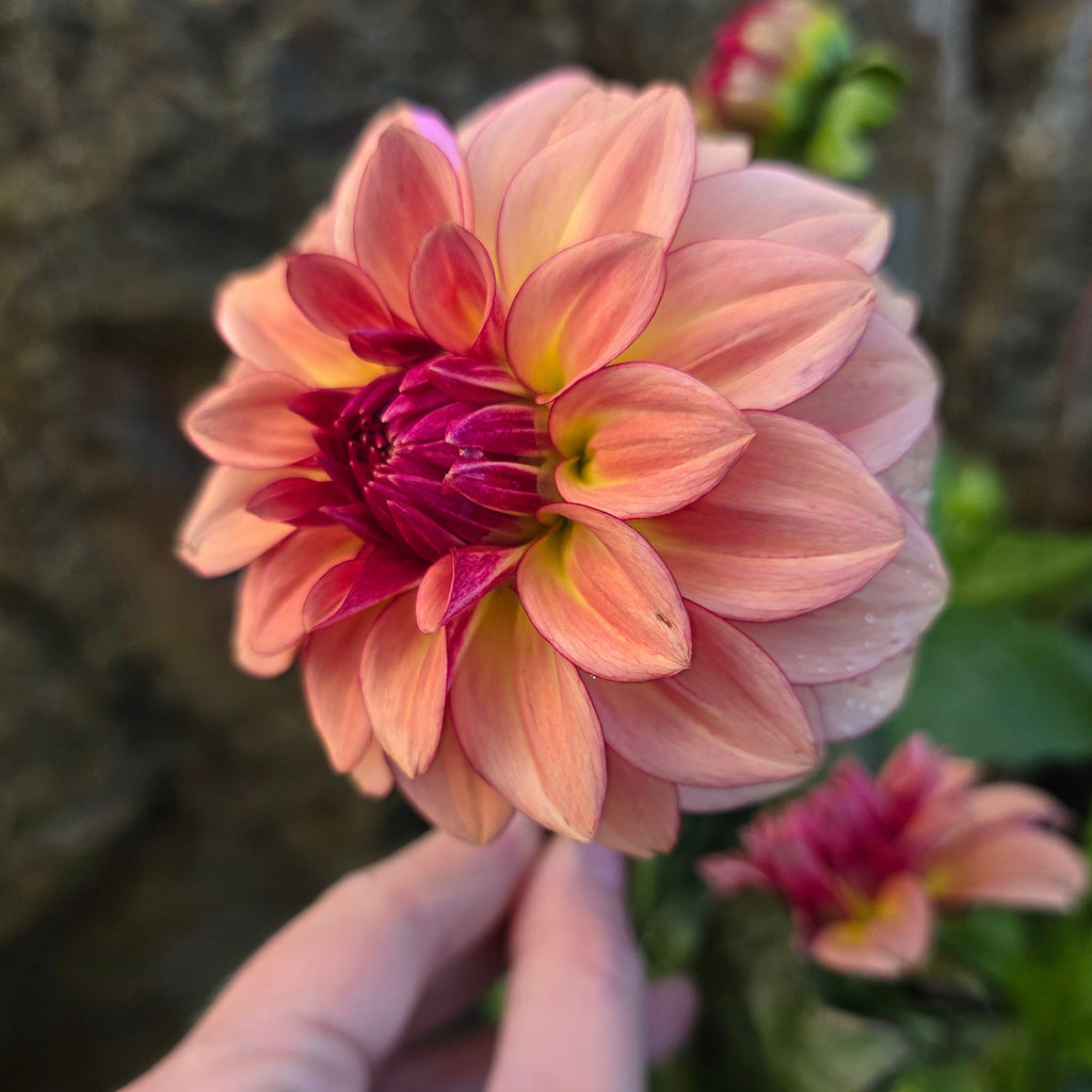 Dahlia KA's® Mocha Katie