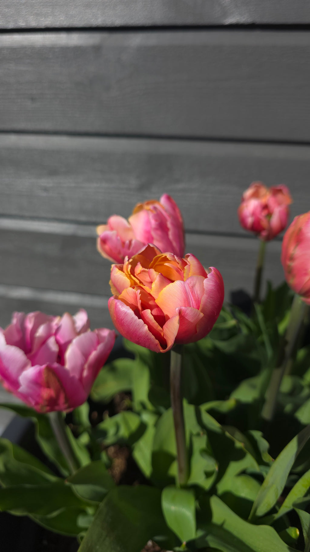 Tulipan Pink Star