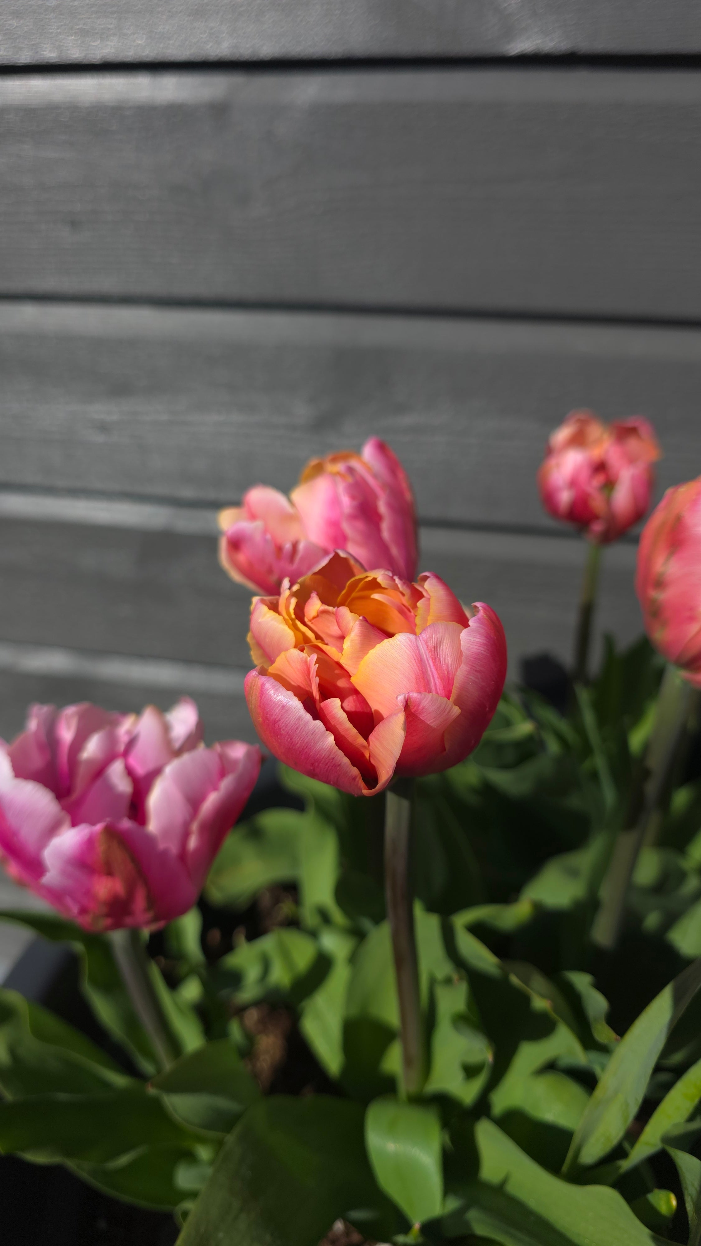 Tulipan Pink Star