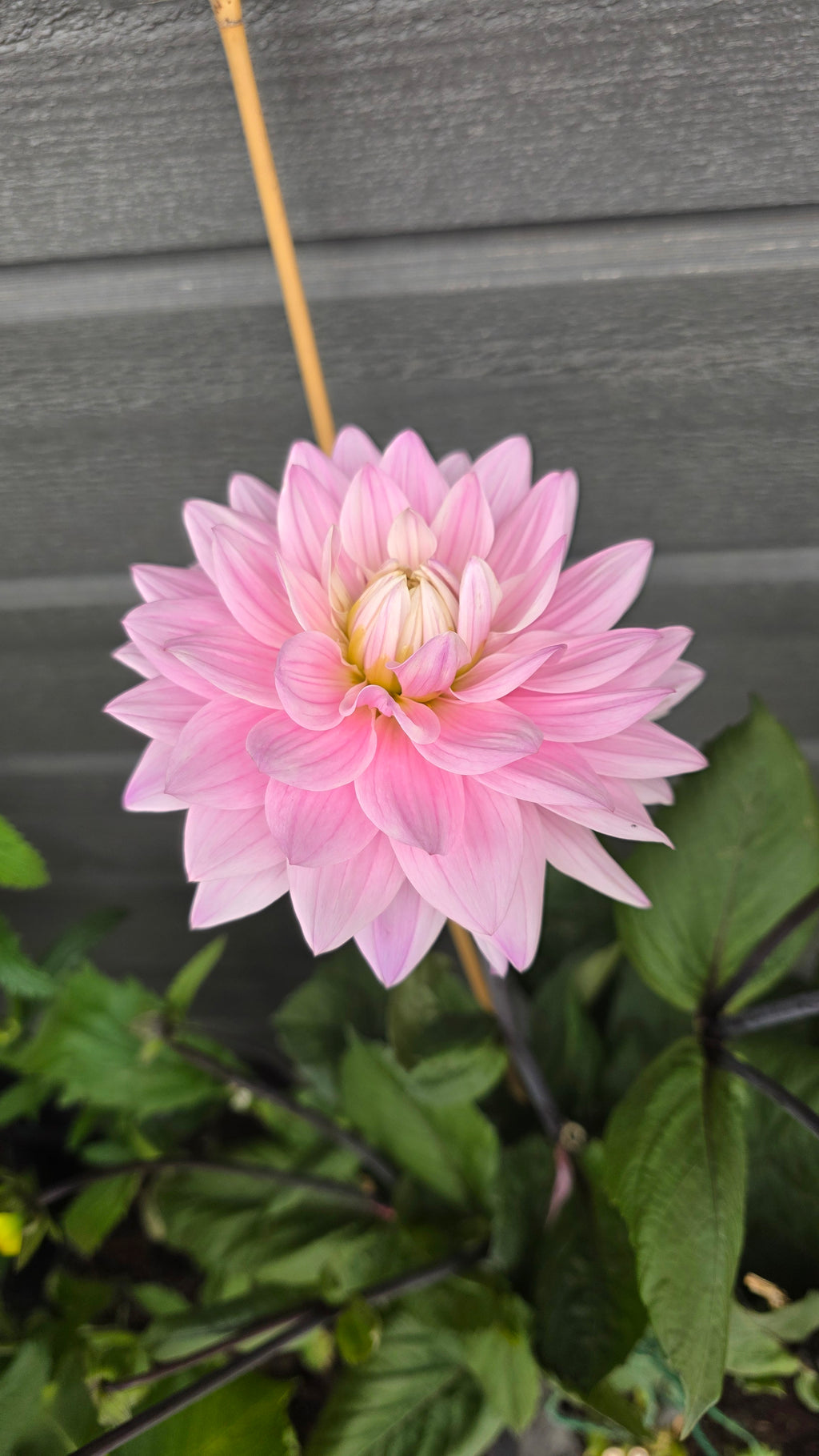 Dahlia Stikling Karma Prospero