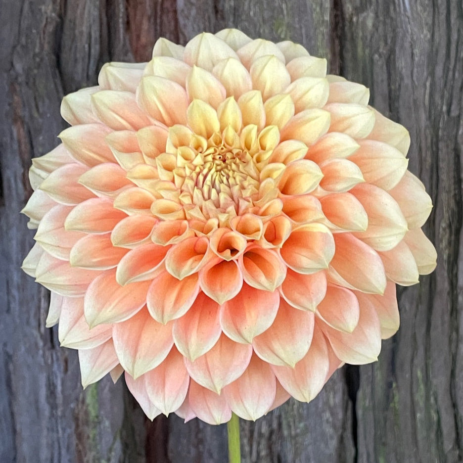 Dahlia KA's® Aloha