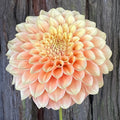 Dahlia KA's® Aloha