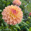 Dahlia Bloomquist Alan