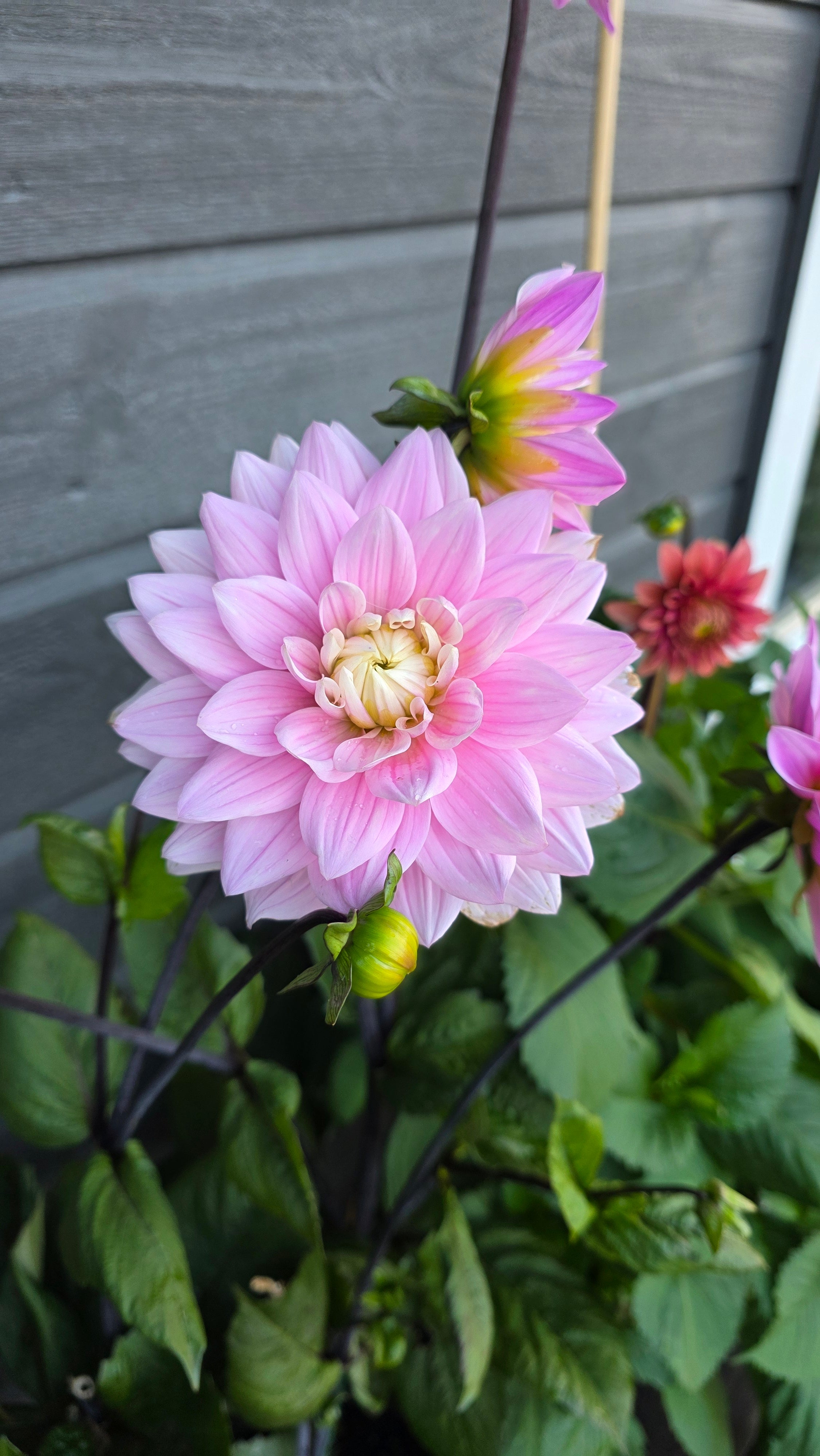 Dahlia Stikling Karma Prospero