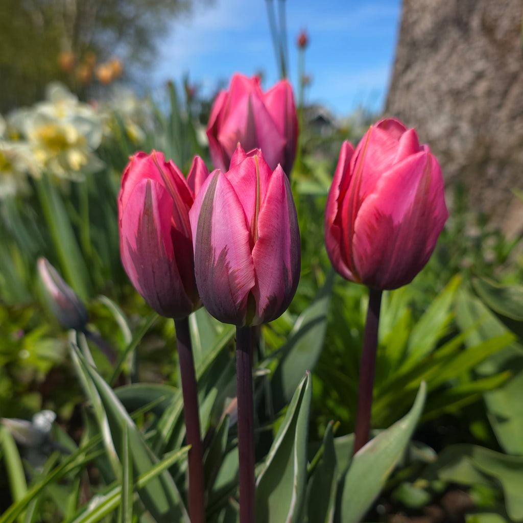 Tulipan Pretty Princess