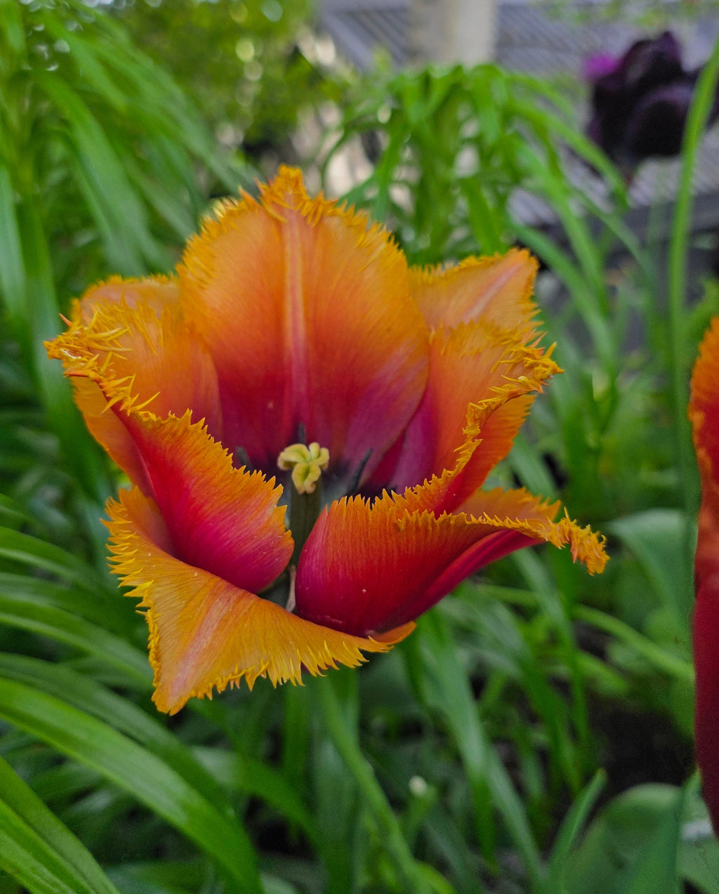 Tulipan Louvre Orange
