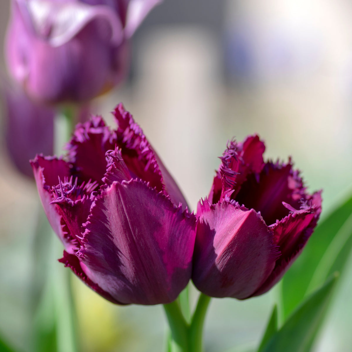 Tulipan Curly Sue
