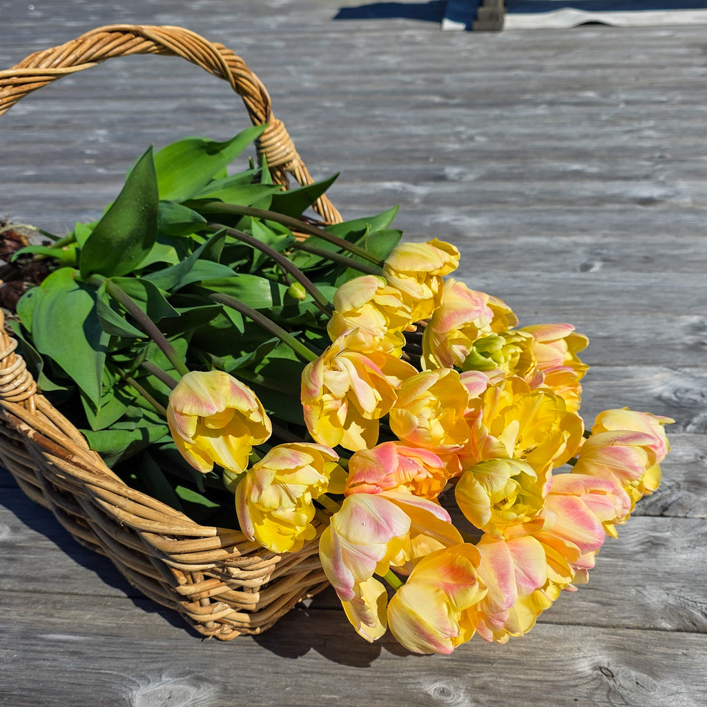 Tulipan Creme Upstar