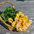 Tulipan Creme Upstar