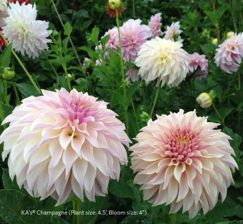 Dahlia KA's® Champagne