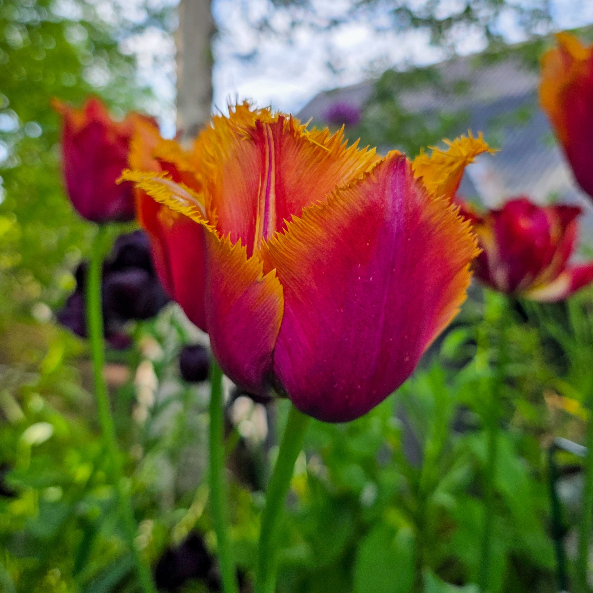 Tulipan Louvre Orange