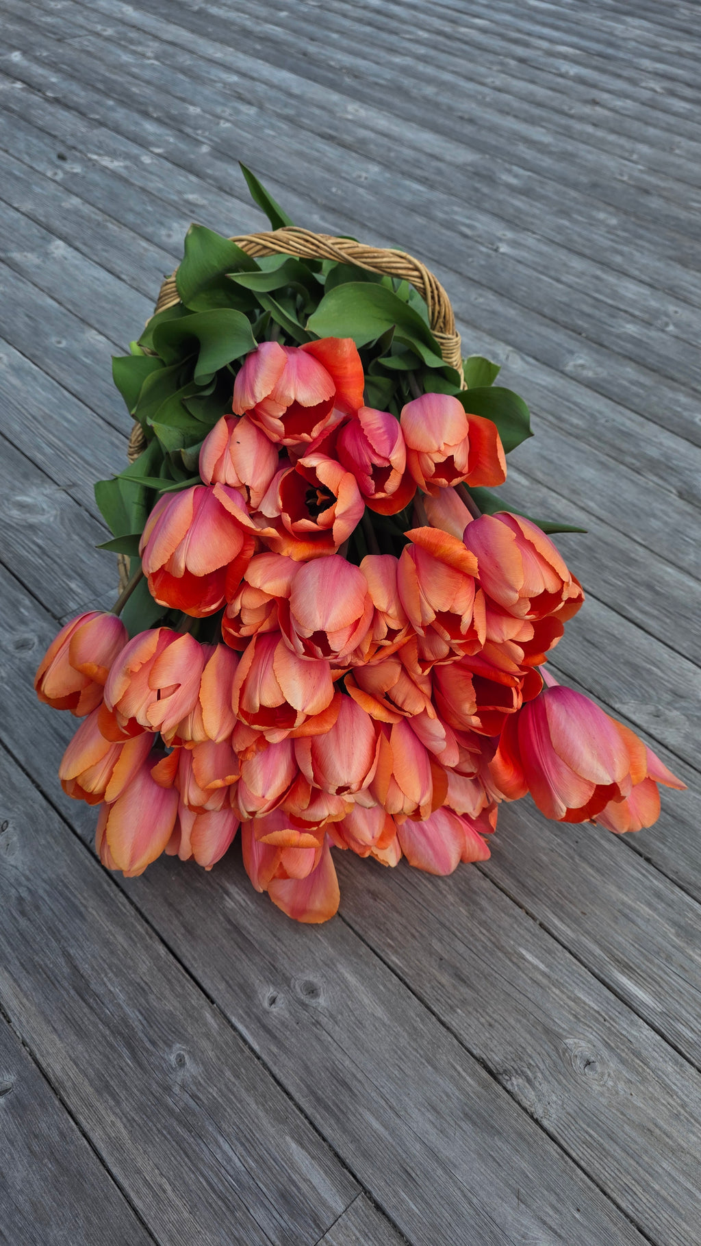 Tulipan Apricot Impression