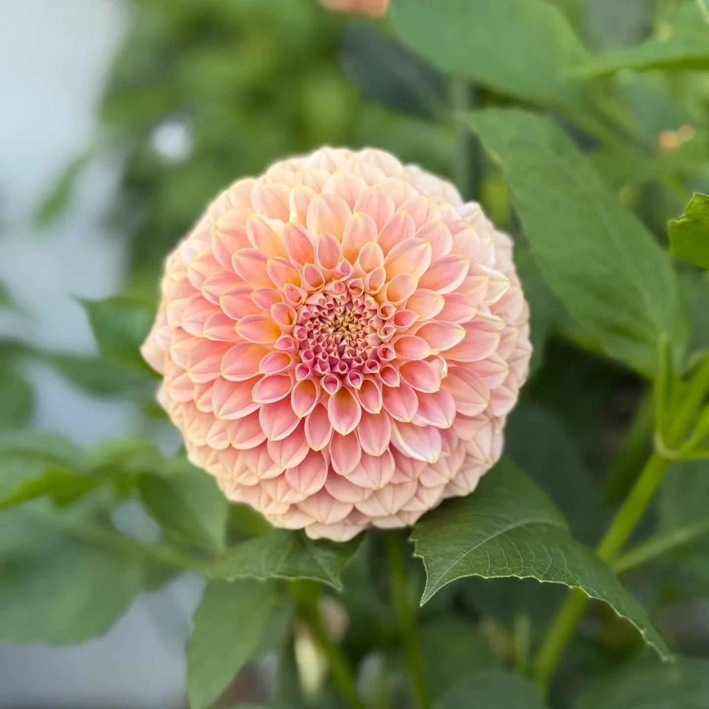 Dahlia Coorabell Moonglow