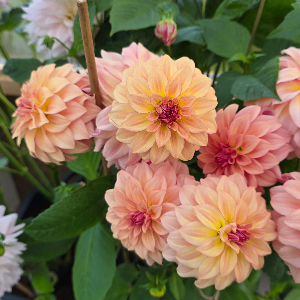 Dahlia KA's® Mocha Katie