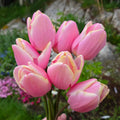 Tulipan Mango Charm