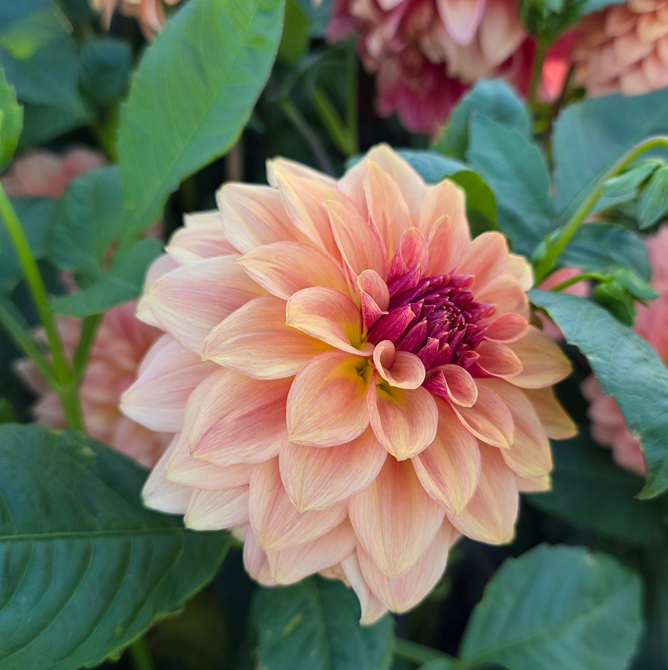 Dahlia KA's® Mocha Katie