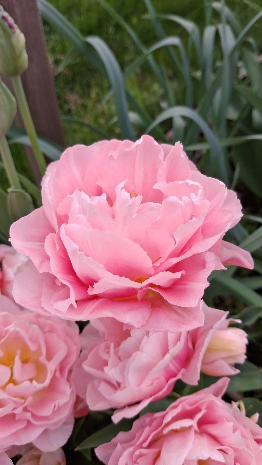 Tulipan Dreamer