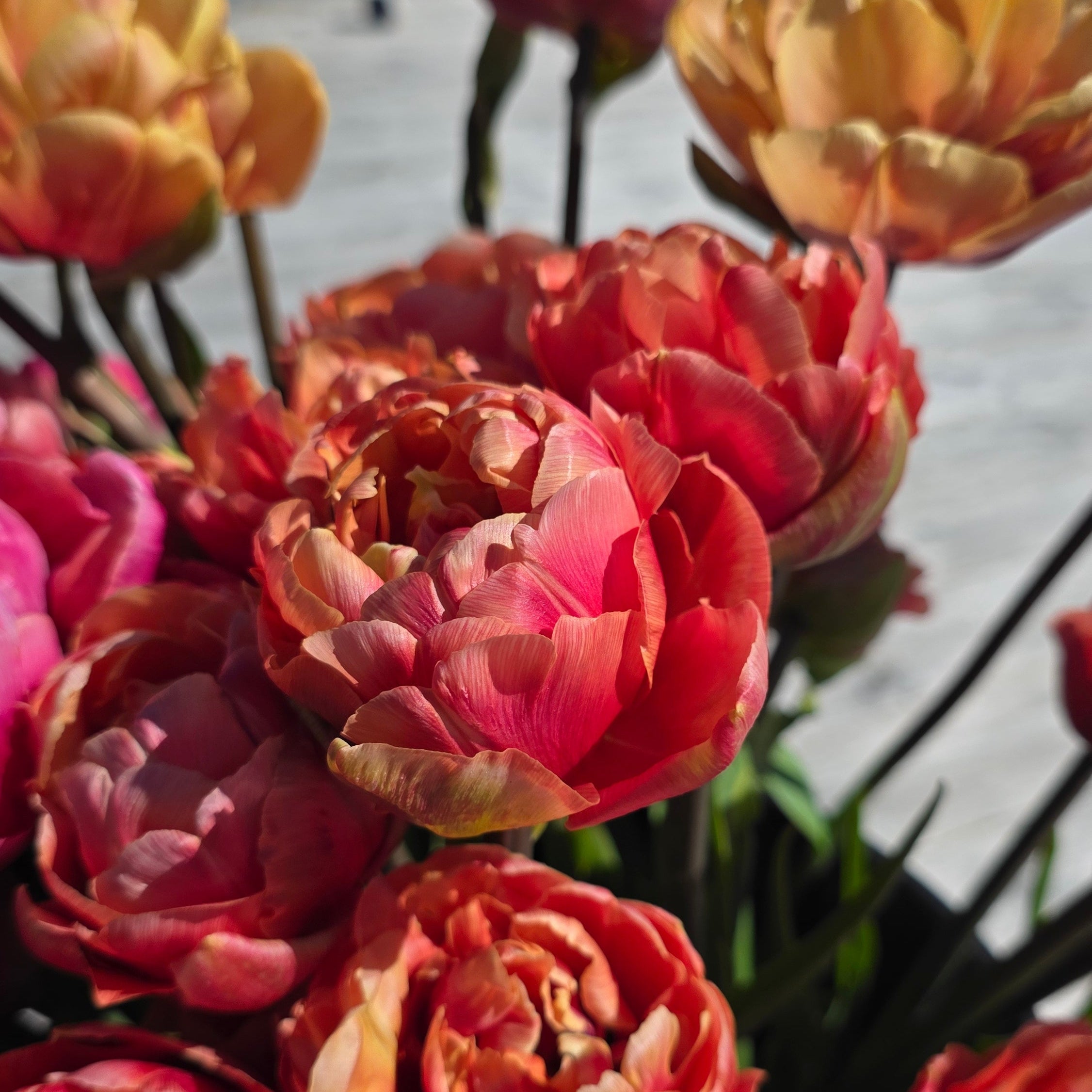 Tulipan Copper Image