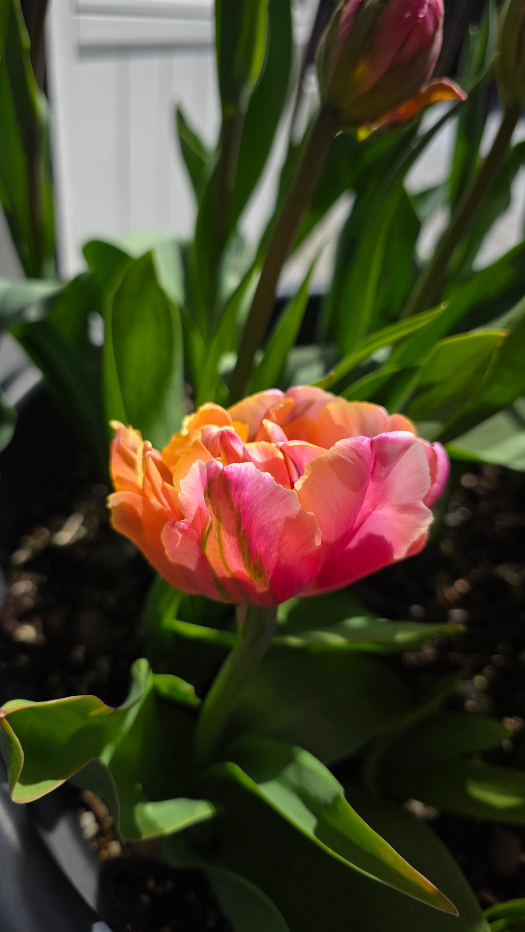 Tulipan Pink Star
