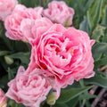 Tulipan Dreamer