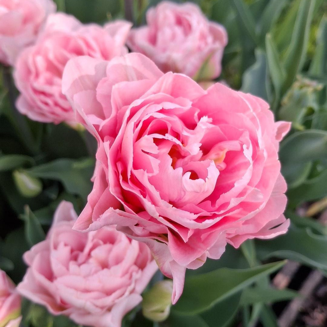 Tulipan Dreamer