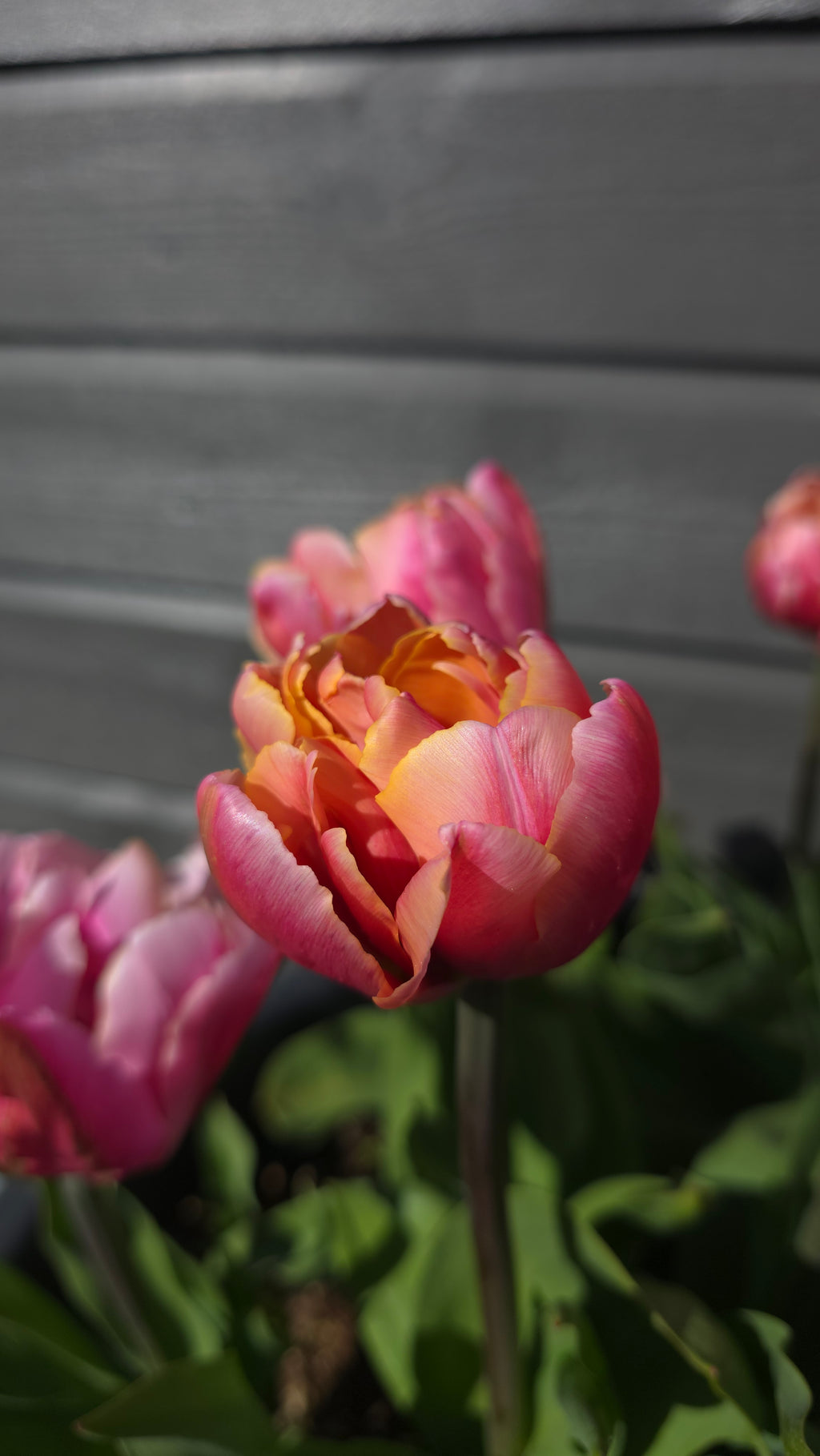 Tulipan Pink Star