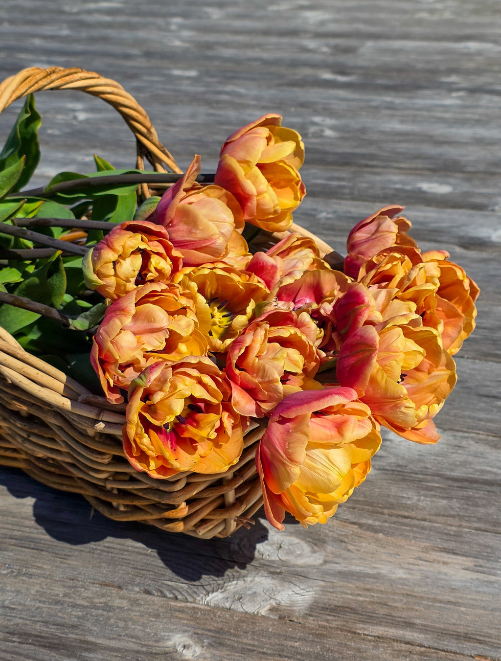 Tulipan La Belle Epoque