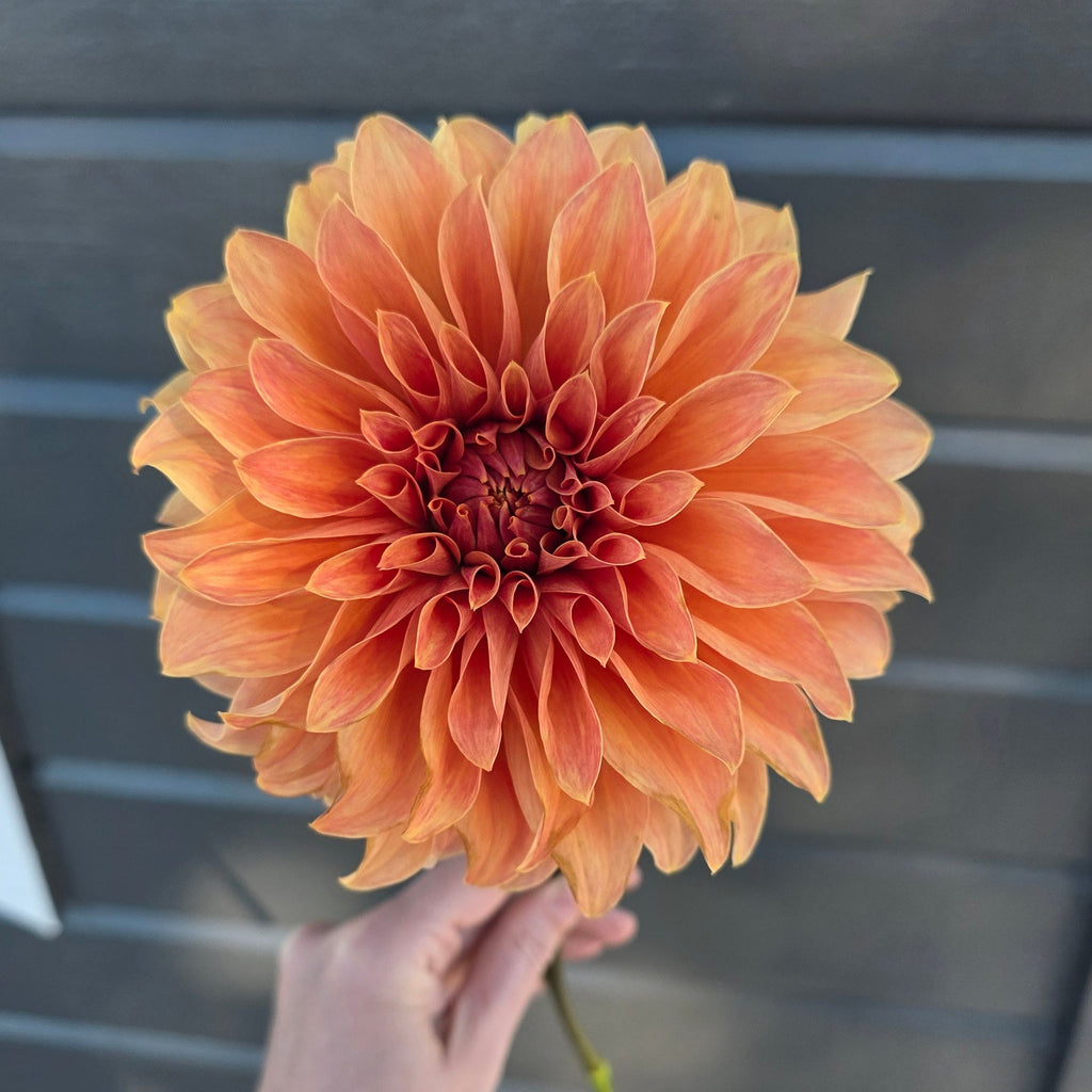 Dahlia Hy Patti