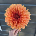 Dahlia Hy Patti