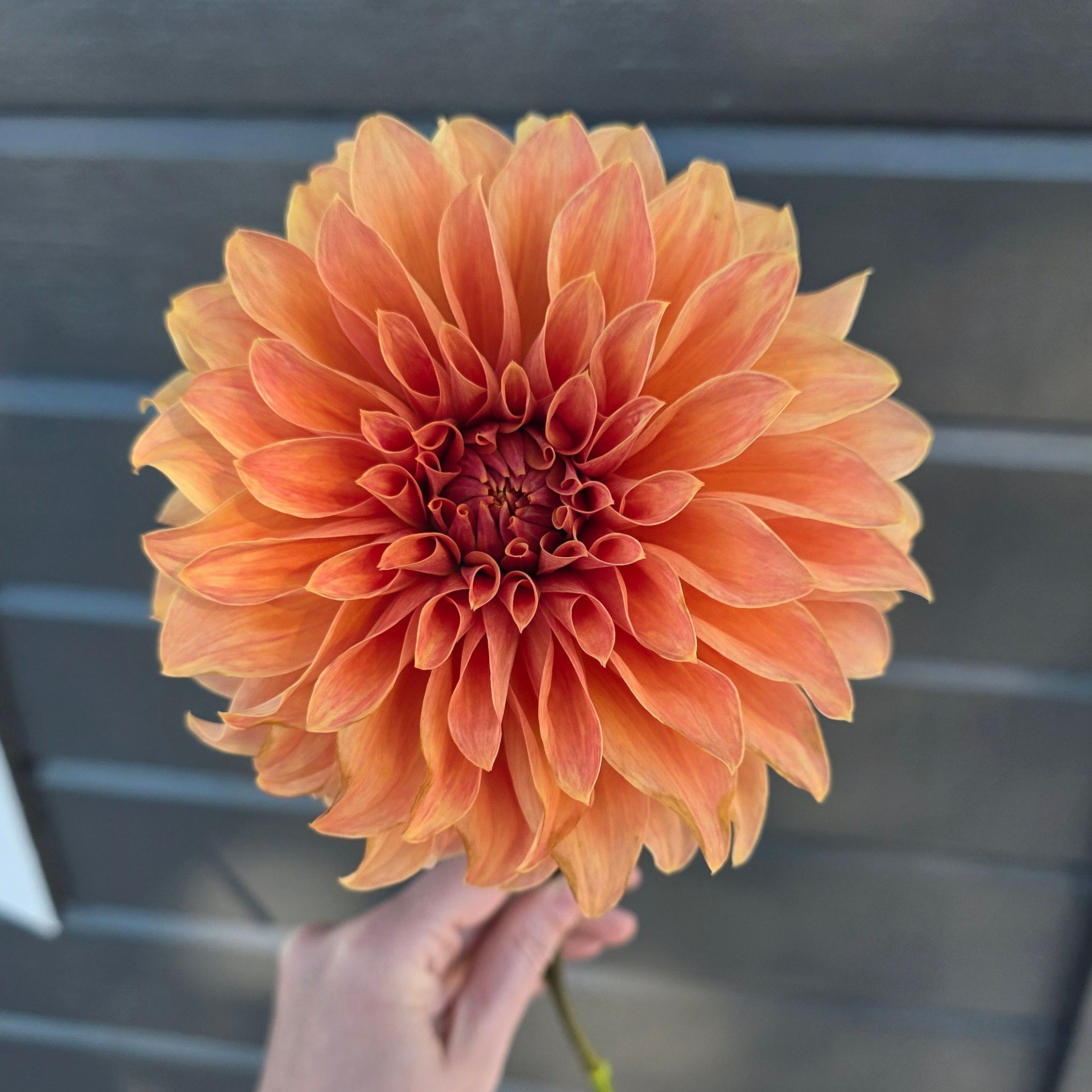 Dahlia Hy Patti