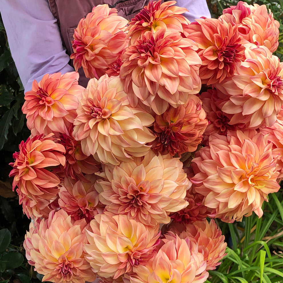 Dahlia KA's® Mocha Katie