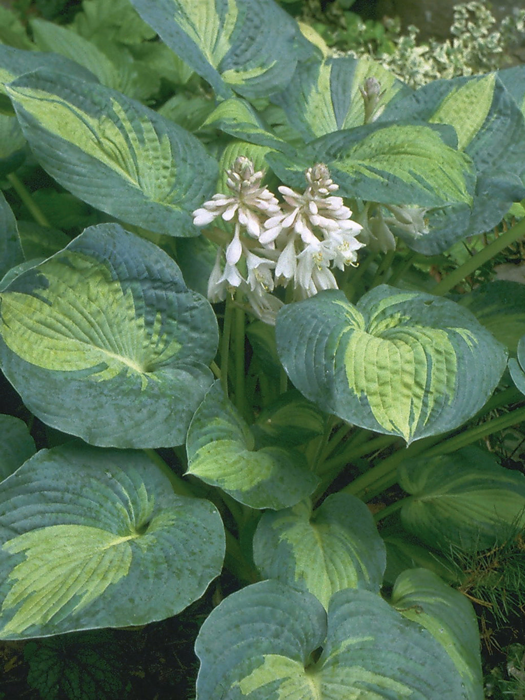 Staude - Hosta Great Expectations