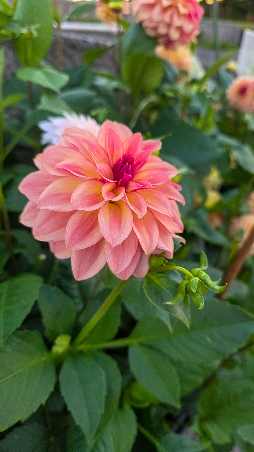 Dahlia KA's® Mocha Katie