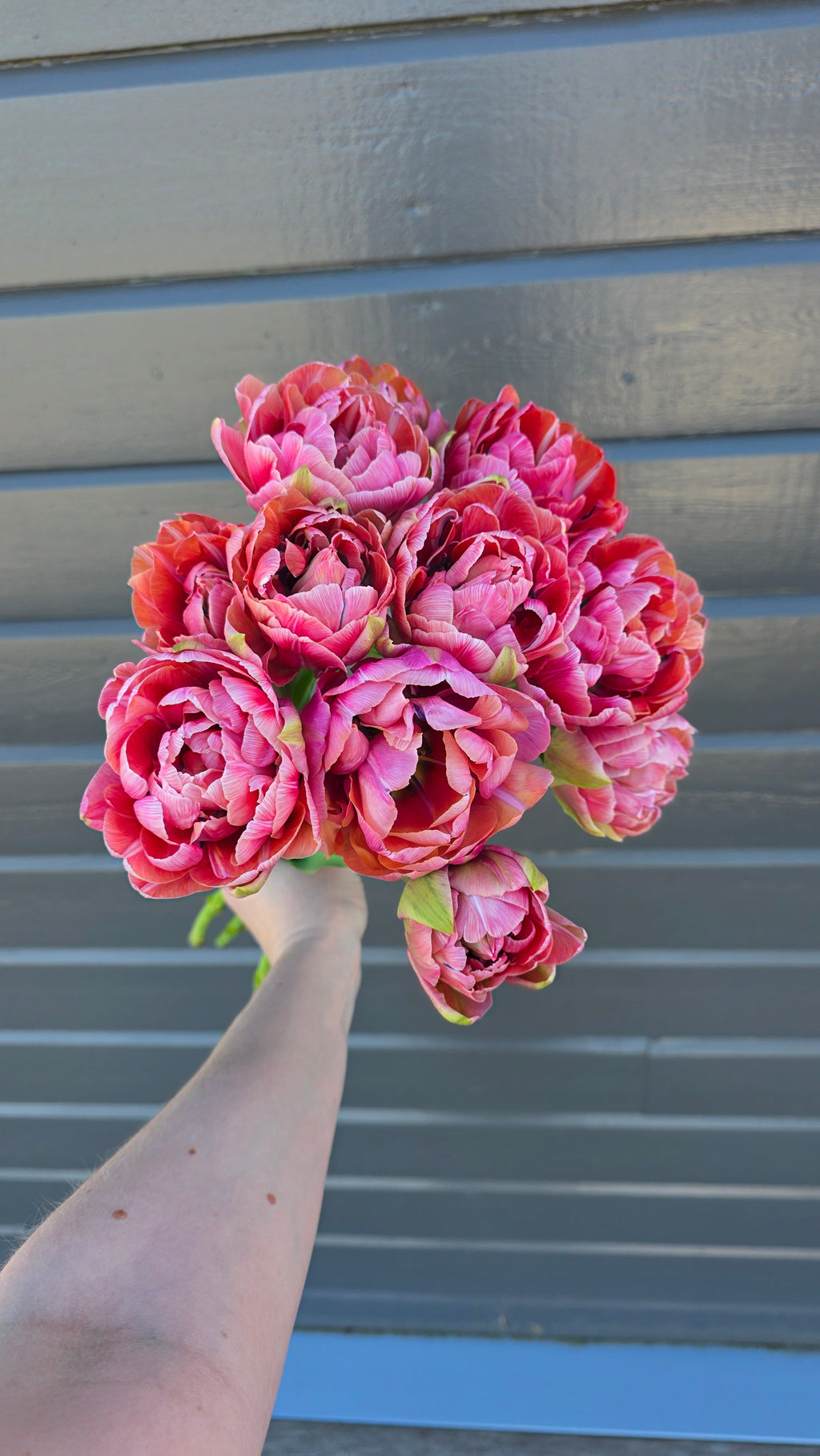 Tulipan Amazing Grace