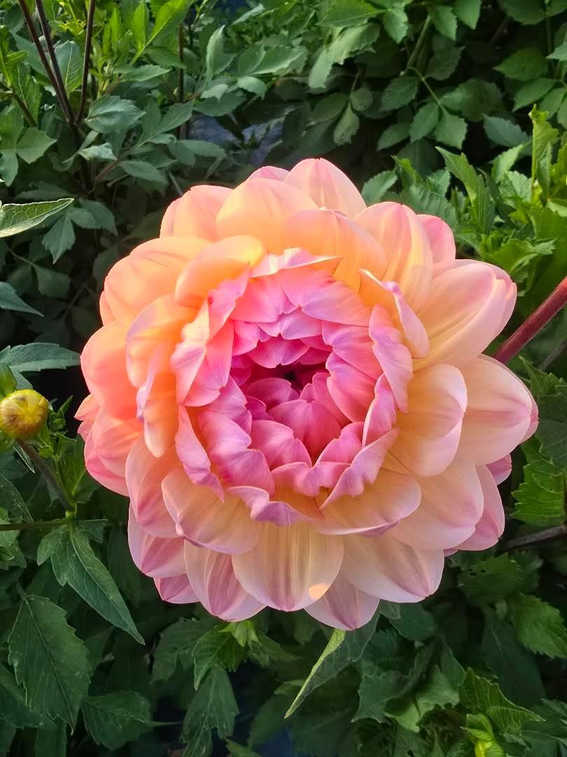 Dahlia Sandia Bliss