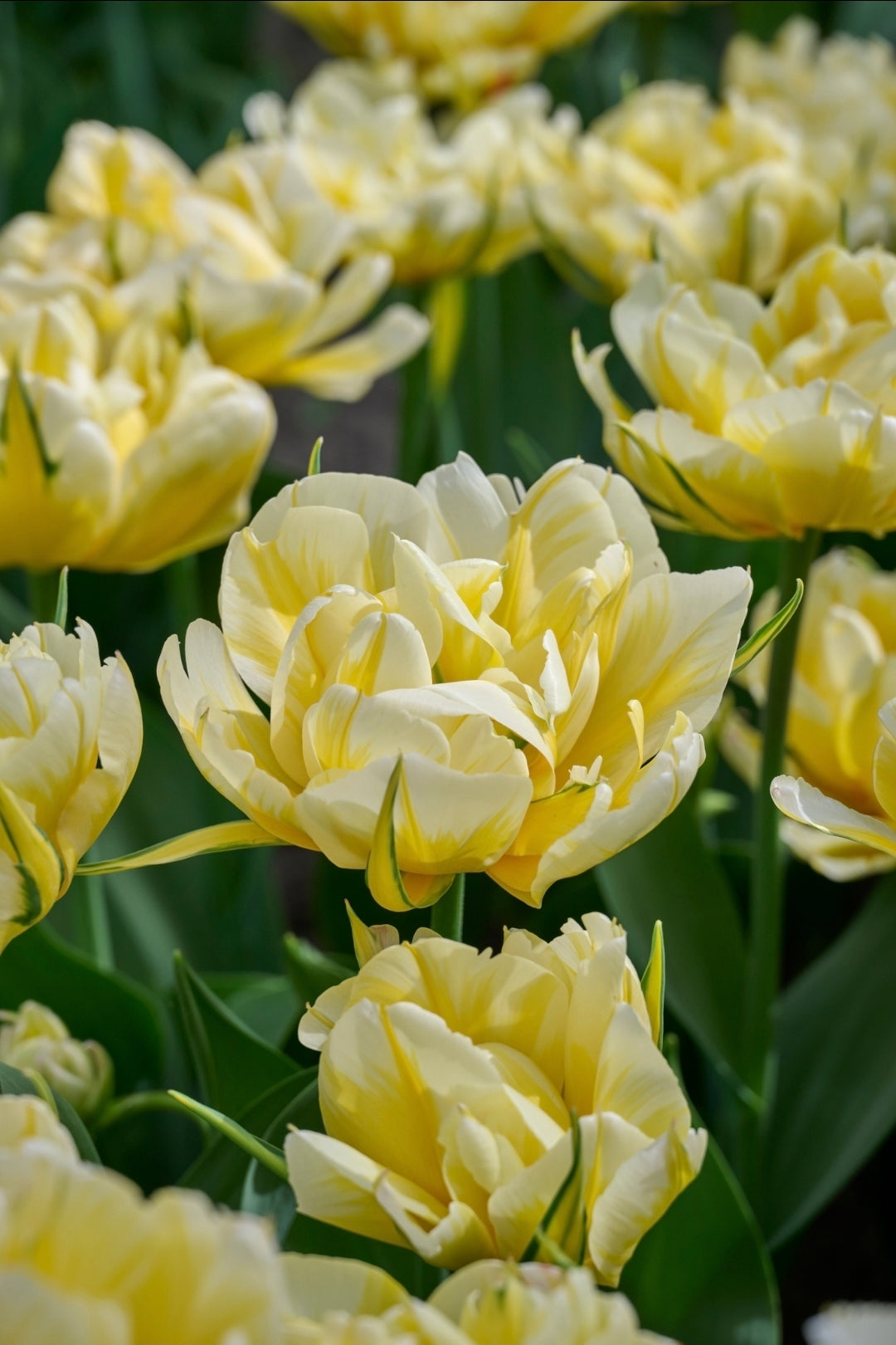 Tulipan Sweet Valley