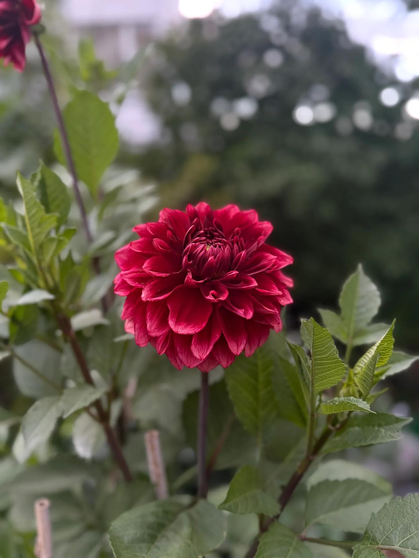 Dahlia Bloomquist York