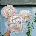 Dahlia Kelgai Ann