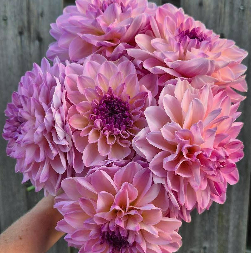 Dahlia Aloa Kristina Vogel