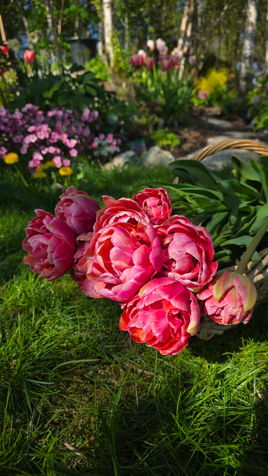 Tulipan Amazing Grace