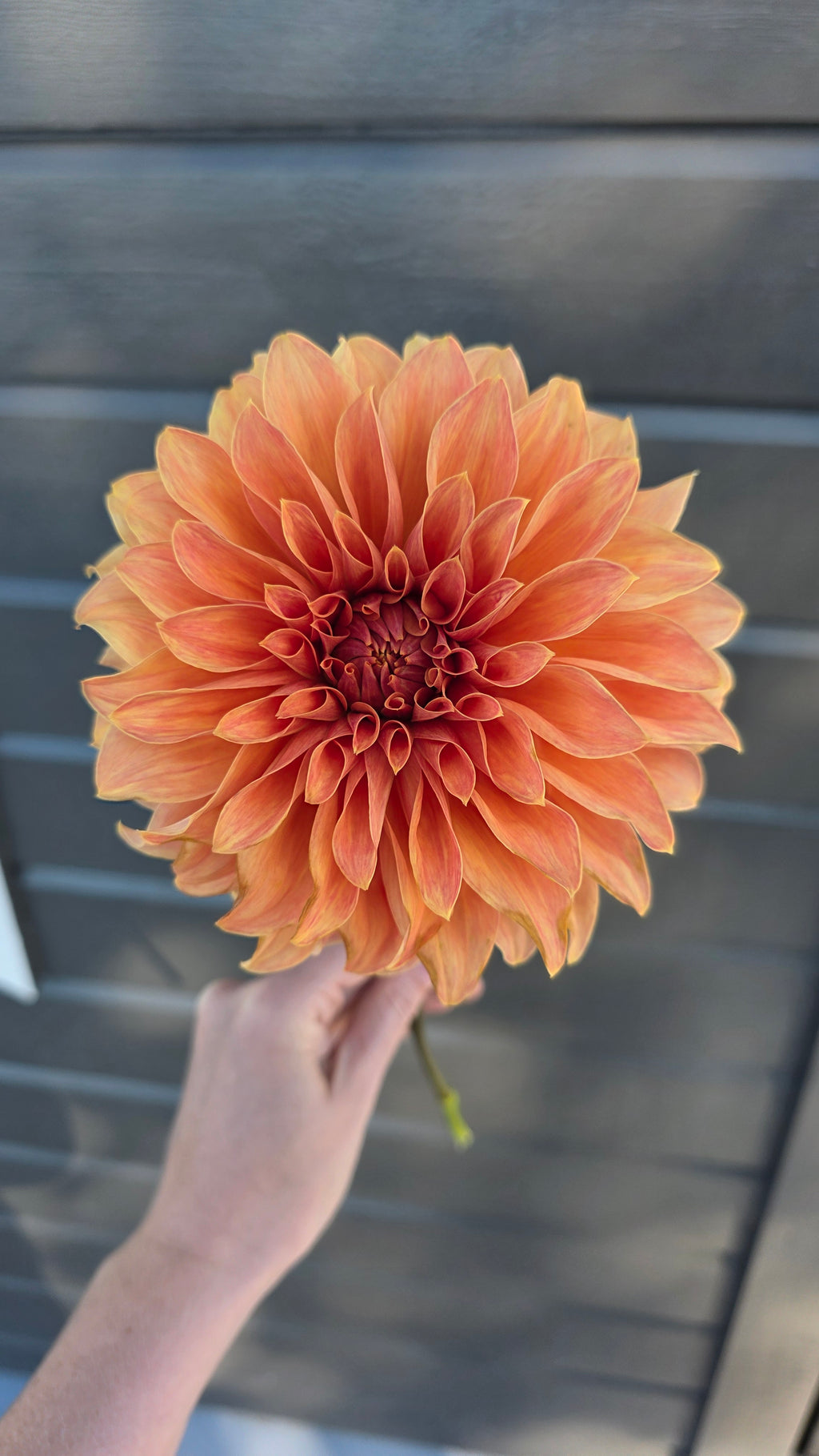 Dahlia Hy Patti